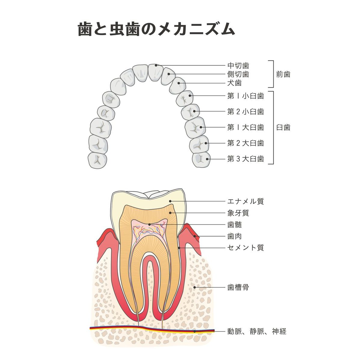 むし歯について、むし歯のできる理由